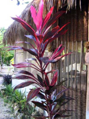 Jungle Spa Foliage