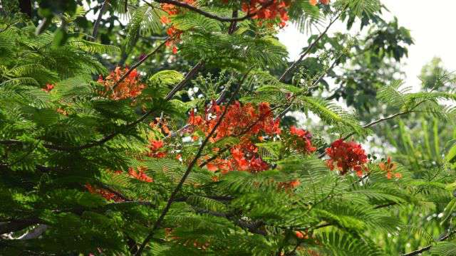 Jungle Tree